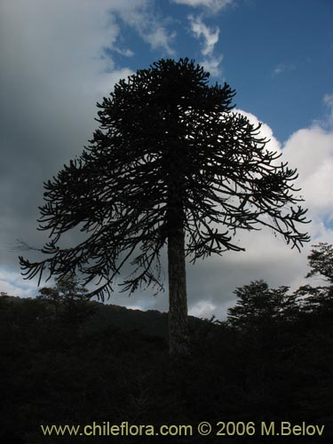 Imágen de Araucaria araucana (Araucaria / Pehuén / Piñonero). Haga un clic para aumentar parte de imágen.